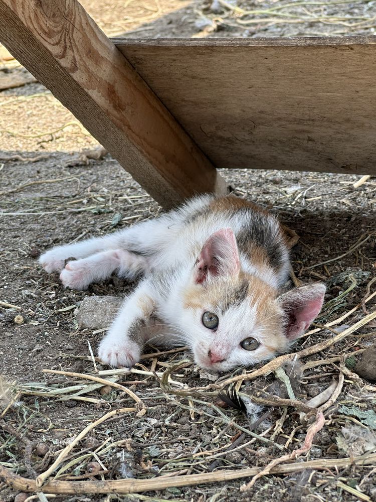 Отдам котят в добрые руки!