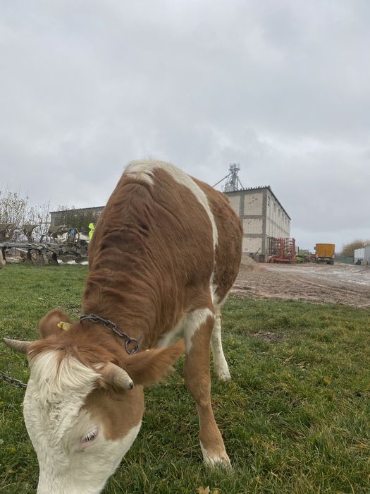 Vand junca baltata la prima fatare
