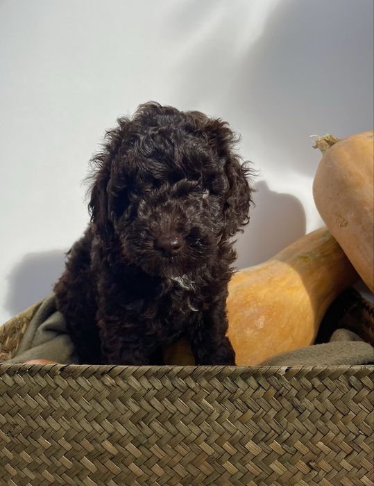 Мини пудели - цвят шоколад