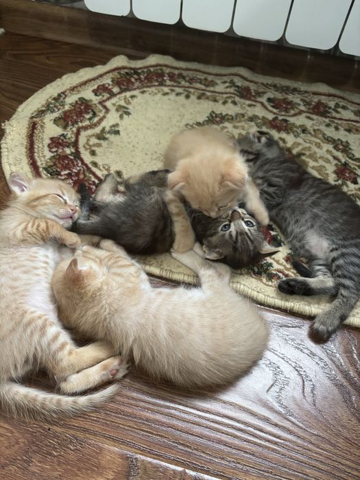 Породистые котята скоттиши