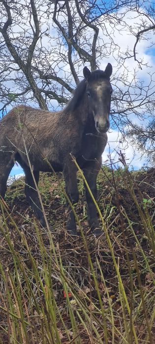 De vanzare un mânz și un armăsar