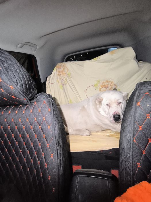 Отдам Алабая в добрые руки