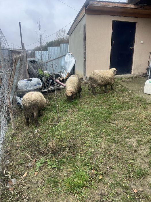 Vand oii si un berberc