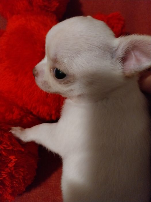 Свободни чихуахуа