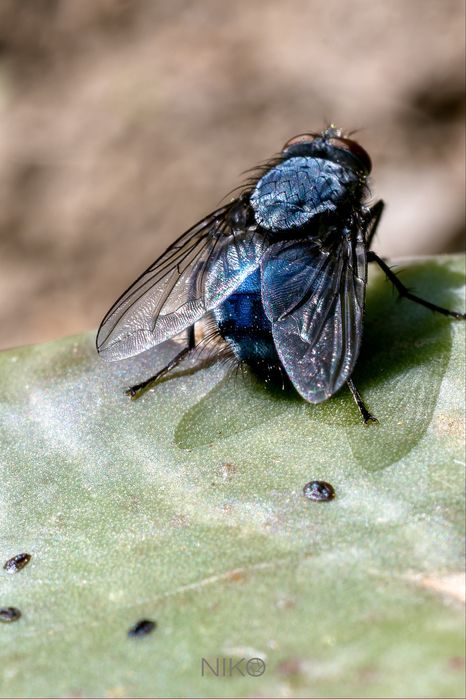 Макро обектив Nikon AF-S DX Micro Nikkor 40mm f/2.8G