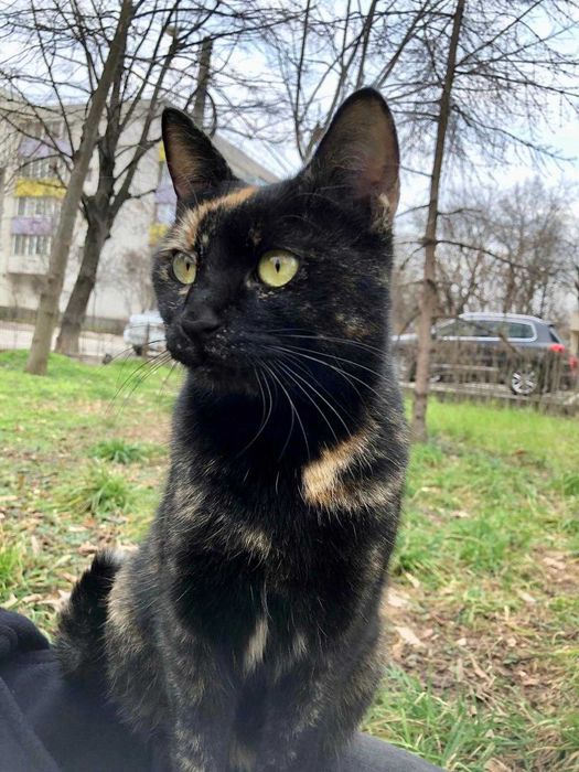 Tortie, pisicuta sterilizata pentru adoptie