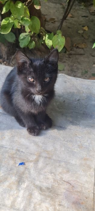 Катенок и кошка мушукча