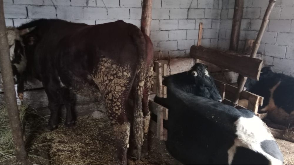 Продам 3 бычков.  2-ое бычков-2 годовалые 1 бычок 1.5 годовалый