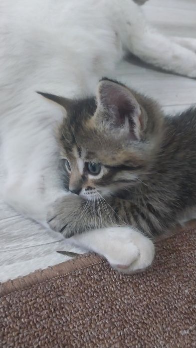 Котенок, девочка