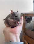 Чилийски катерици дегу (Chilean Degu squirrels) Giving away