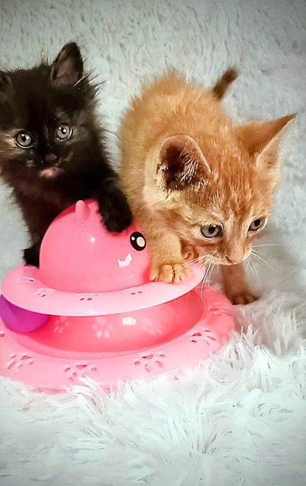 Котята 1,5 мес мальчик и девочка в хорошие руки