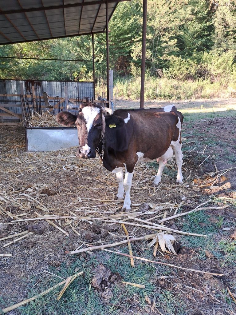 Vand vaca Holstein