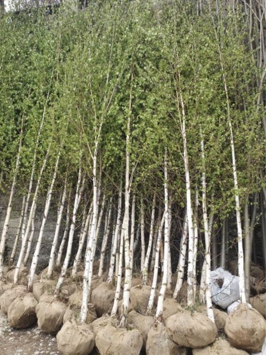 Mesteacan tei platan preț minim