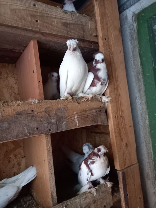 Vînd porumbei satineți jucători cu un moț și două moțuri