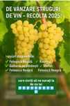 Avem Struguri de vin producție 2025