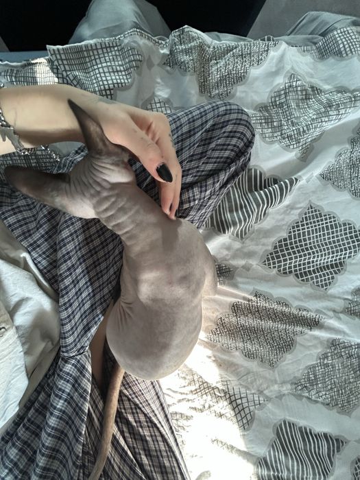 Канадски сфинкс котка