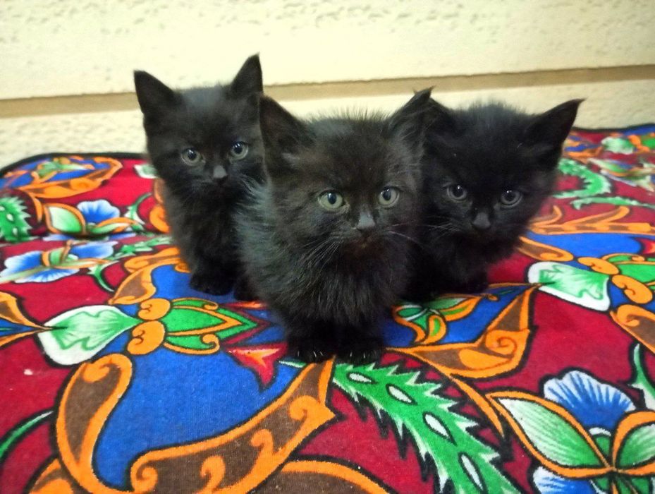 Srochna sotiladi arzon narxga