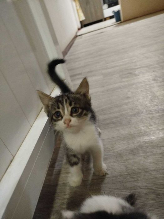 Отдам котёнки в добрые руки. Бесплатно. Мушукчалар бепул берилади