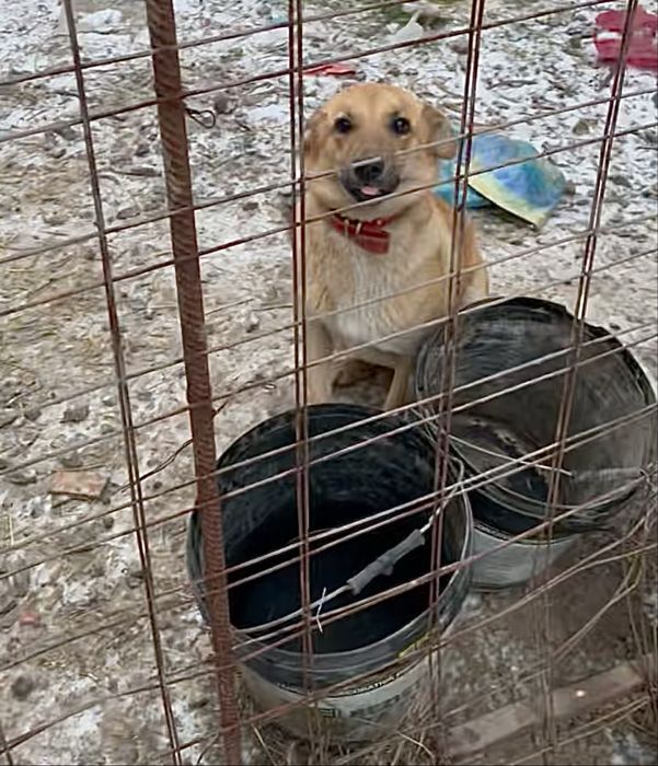 Donez căței simpatici