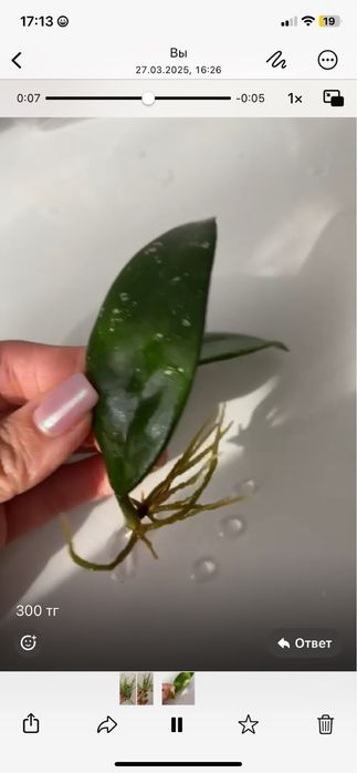 Хойя 500 тг. Не укорененный.