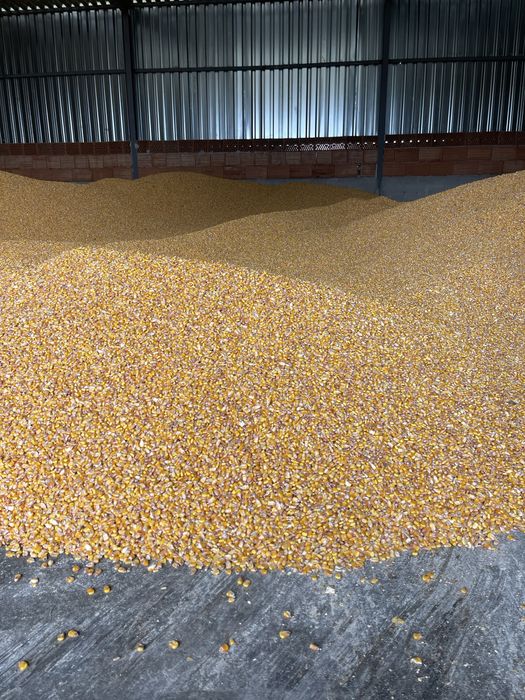 Vand porumb boabe productie 2025