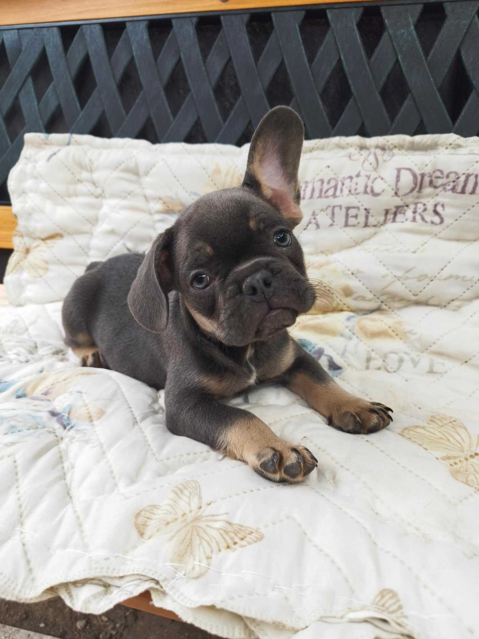 Френски булдог/French bulldog