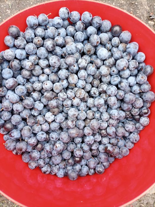 Disponibile porumbele