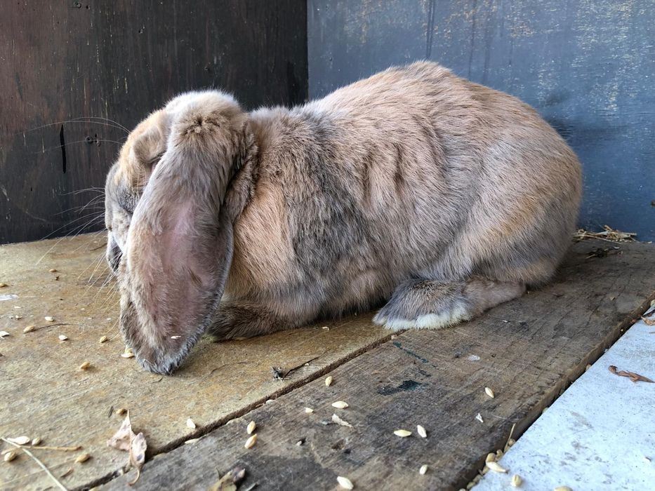 Iepuri berbec german Rasa pura