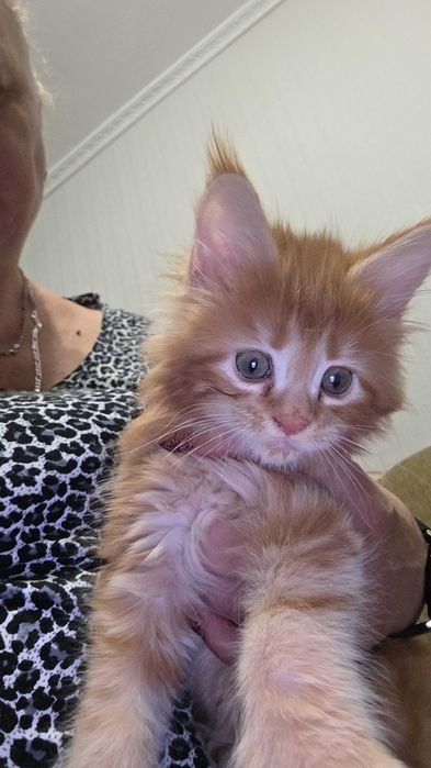 Продается малыш породы Мейн-кун