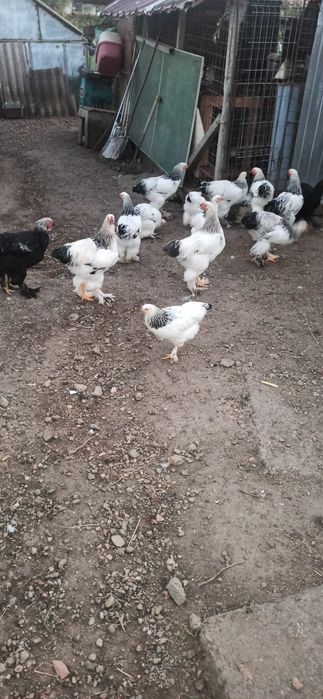Cocoși brahma de vanzare