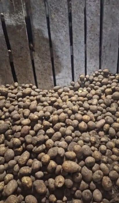 Продам картофель