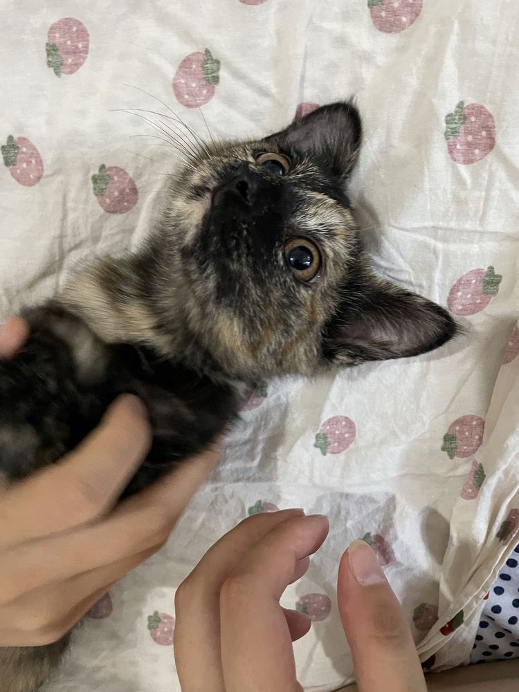 Котенок в добрые руки