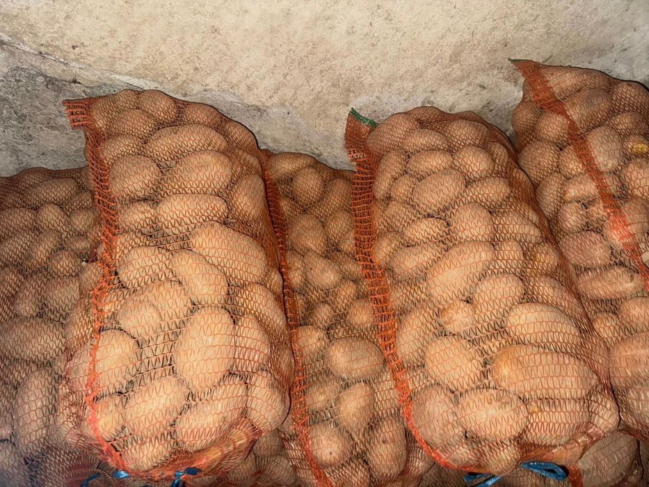 Cartofi albi pentru comsum