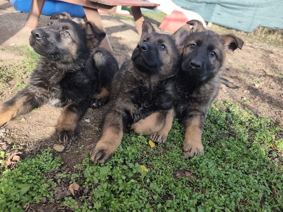 Немска овчарка - сивак