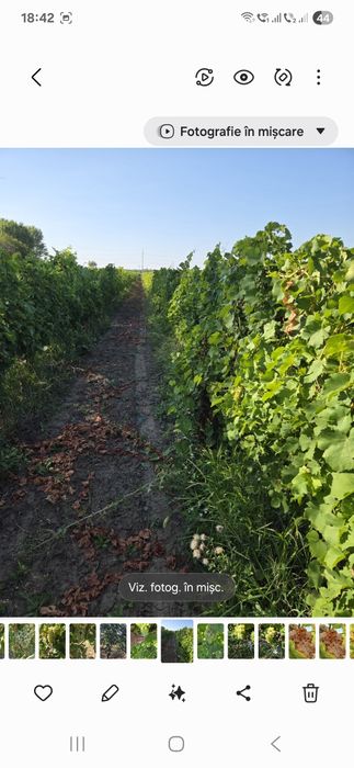 Vând struguri de vin productie 2025