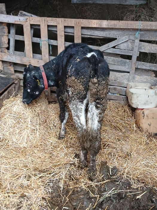 Vitea holstein de vanzare