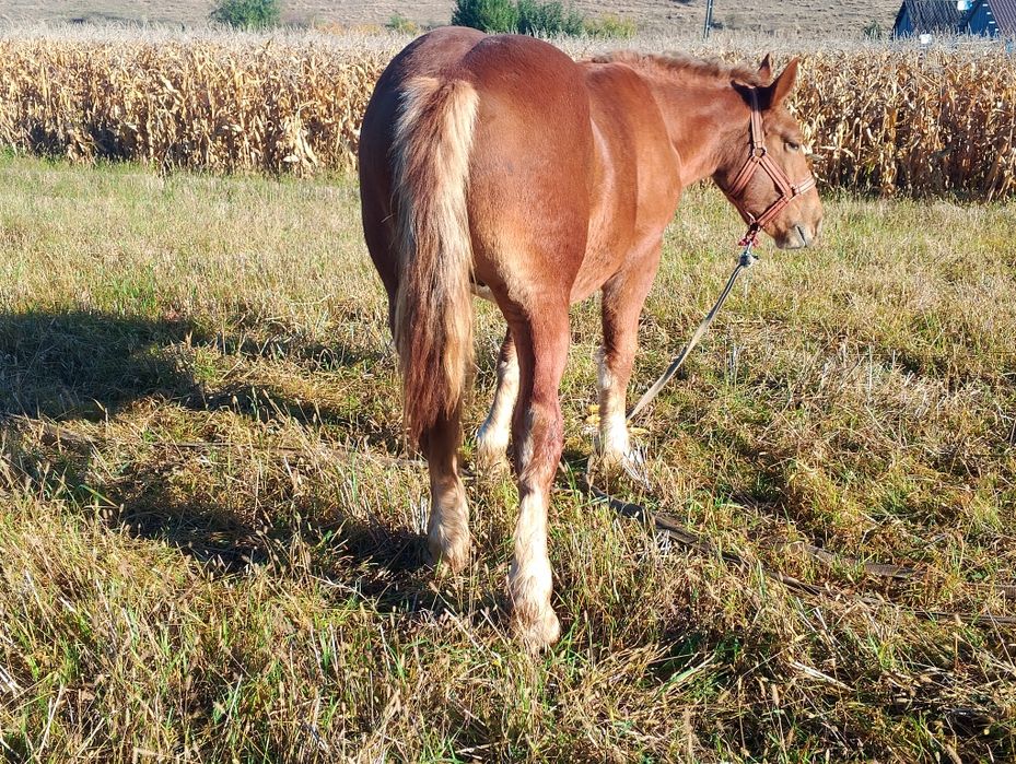 Vând/schimb cu animale,auto etc