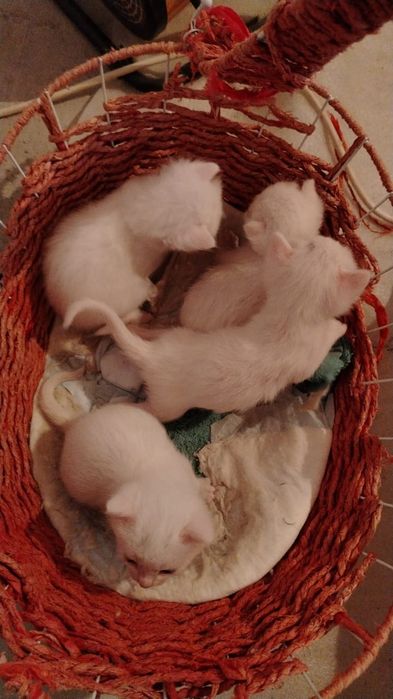 Продам белых котят от породистых производителей, родились 13го октября