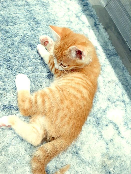 Домашние кошки  Отдам в хорошие руки