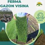 Gazon rulou și tuia Smaragd – gard viu compact și elegant!