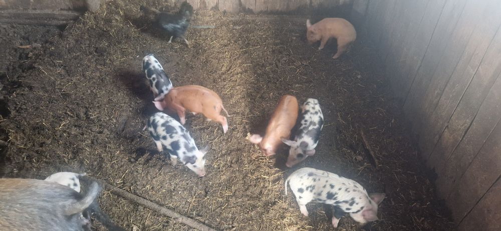 Продам поросят больше месяца