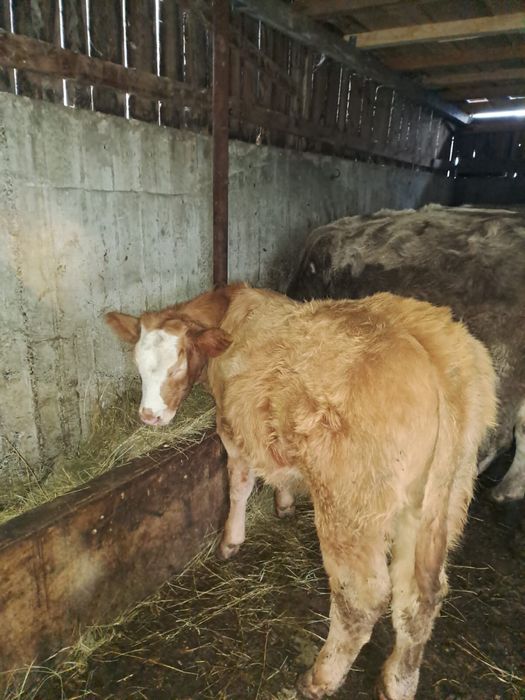 Vand doua junici , un taur si o vitea de 5 luni