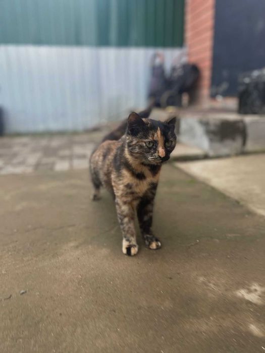 Ищем кошечке любящую семью