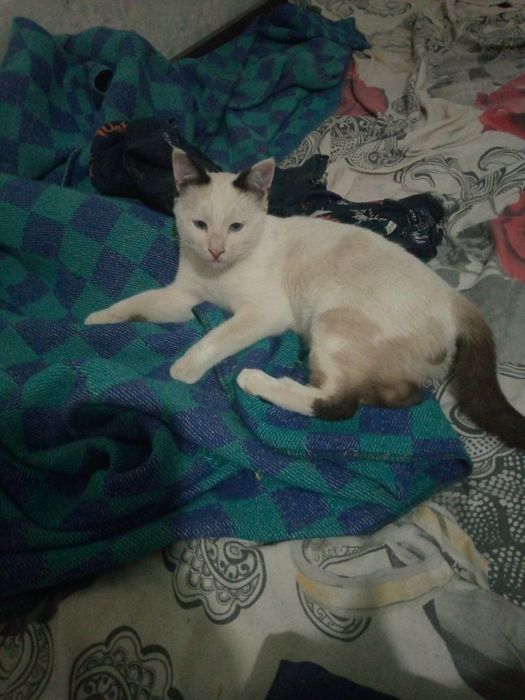 Отдам в хорошие руки котёнка мальчик