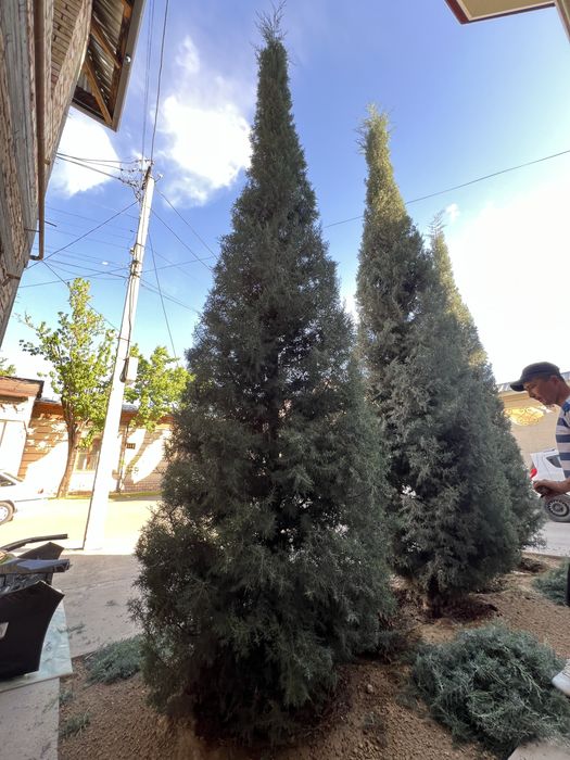 Archa kesish gazon orish gazon ekish fantanchik qilish gullar ekish