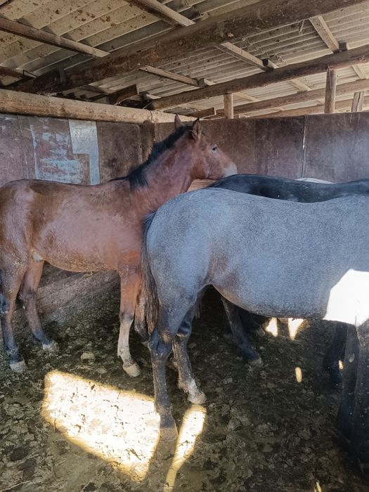 Семиз кунан,байталдар бар