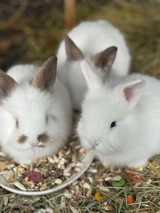 Iepuras Angora 6 saptamani