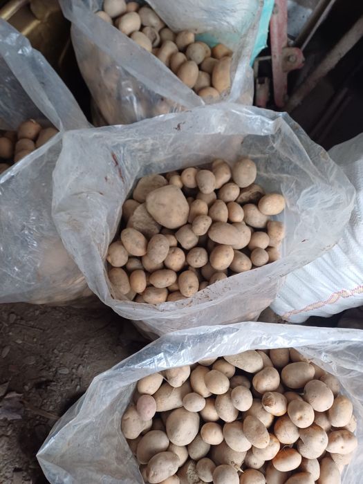 Cartofi pentru animale