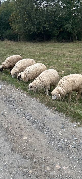 Vand 5-6 miei , berbecuti ! Crescuti acasa