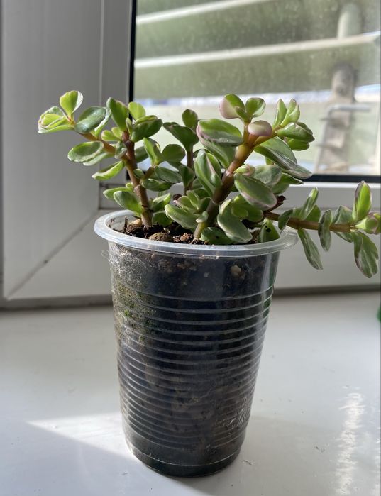 Крассула (полтуракария арфа)